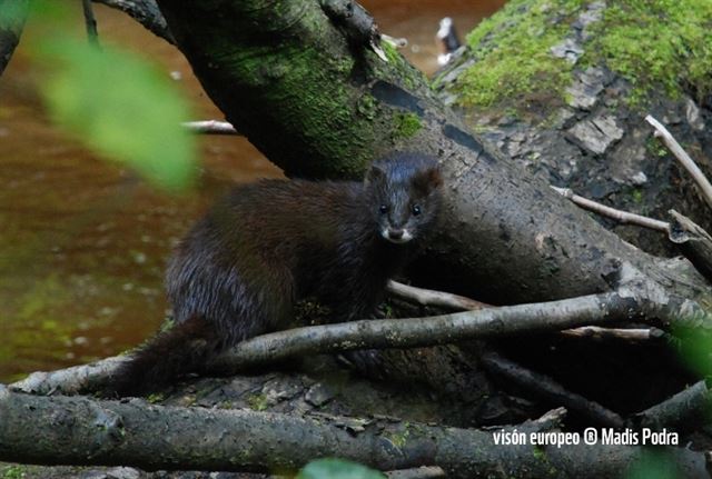 En 10 años podría extinguirse el visón europeo ‘gracias’ al ser humano