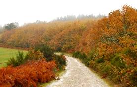 Acciónatura y la Asociación Galega de Custodia do territorio firman un acuerdo de colaboración para recuperar los bosques en la comarca de Os Ancares (Lugo)