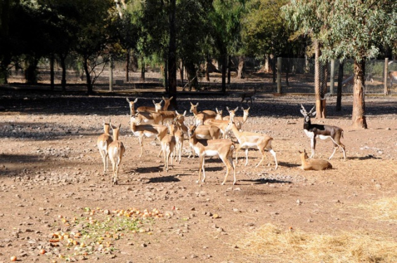 Argentina: La transformación del zoo mendocino en Ecoparque es ley