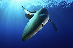 Atún rojo y pez espada las dos caras del Mediterráneo