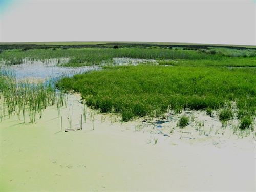 50 aniversario del inicio de conservación de Doñana