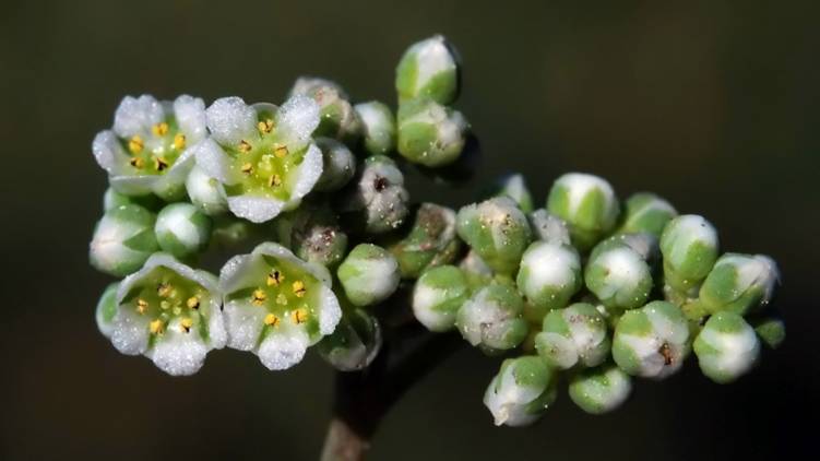 Una especie vegetal con arsénico serviría para descontaminar suelos