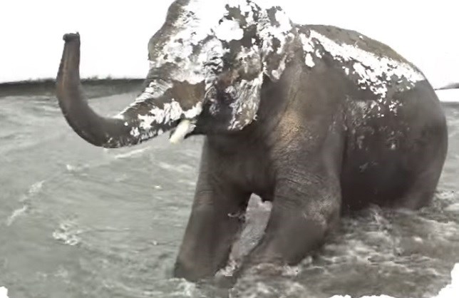 Animales que disfrutan como niños de la nieve (VIDEO)