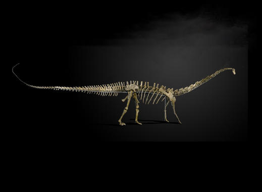 El esqueleto del dinosaurio Misty