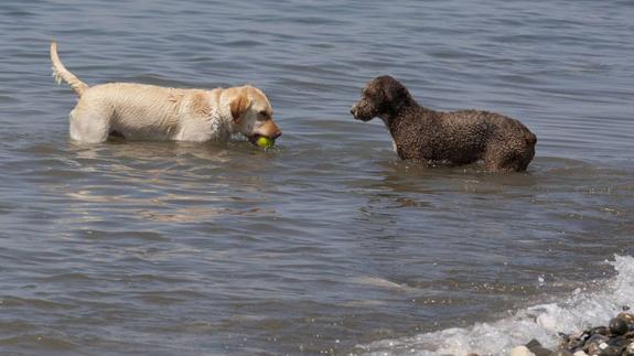 Ecologistas exigen el cierre de la playa para perros de Vélez