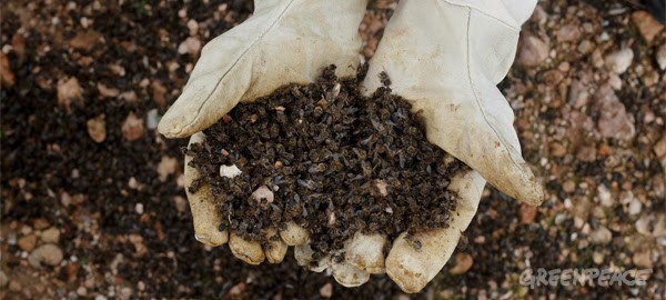 Europa prohibirá tres insecticidas ‘letales’ para las abejas