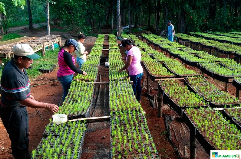 10 mil 340 hectáreas serán reforestadas en cinco cuencas prioritarias