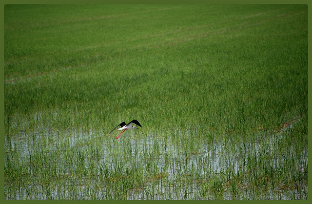 La ruina del Delta del Ebro nos costará 2.400 millones   de euros en obras faraónicas y conflictivas