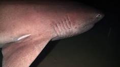 Europa ‘decepciona’ con su propuesta sobre pesca de profundidad