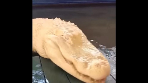 Estados Unidos. Aparece un caimán blanco el Florida (ver VIDEO)