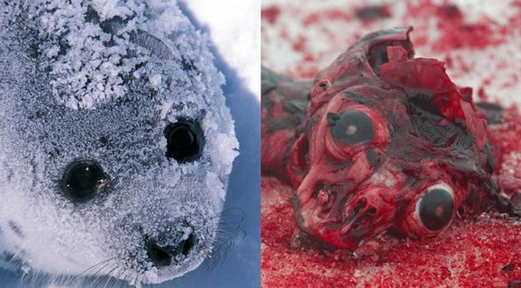 Arranca la ‘brutal’ matanza anual de focas en Canadá