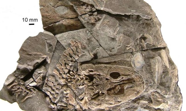 Unos fósiles reescriben el paso a tierra firme de los tetrápodos