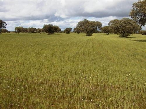 Medio Ambiente publica el listado definitivo de beneficiarios de ayudas para actuar en unas 50.000 hectáreas de dehesa