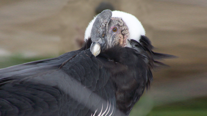 La conservación del cóndor una prioridad para Ecuador