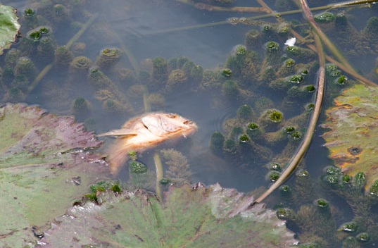 Políticas ambientales bien diseñadas revertirían la tendencia a la degradación del medio ambiente