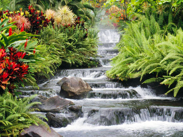 Los países carecen de planes para frenar la extinción de animales y plantas