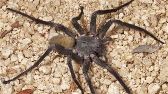 México. Descubren una nueva especie de araña que puede medir hasta 10 centímetros