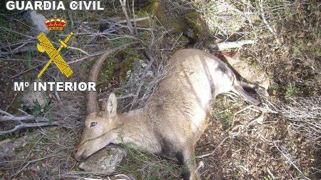 Reclaman una la ‘lucha sin cuartel’ contra los cazadores furtivos