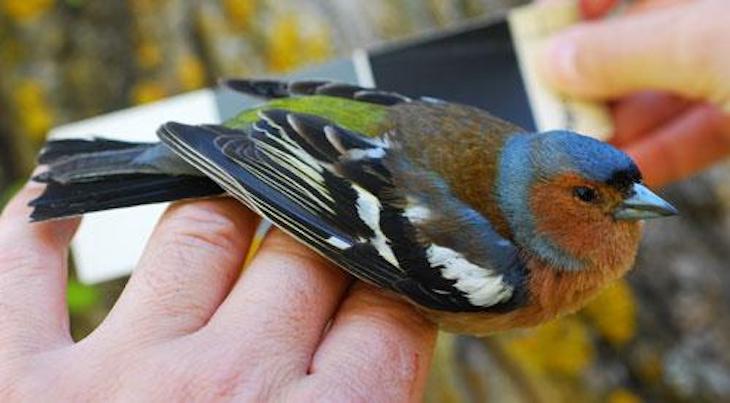 Desentrañando la evolución del pinzón común