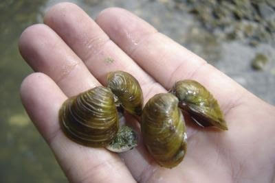 STOP a la expansión de especies invasoras en el río Segura