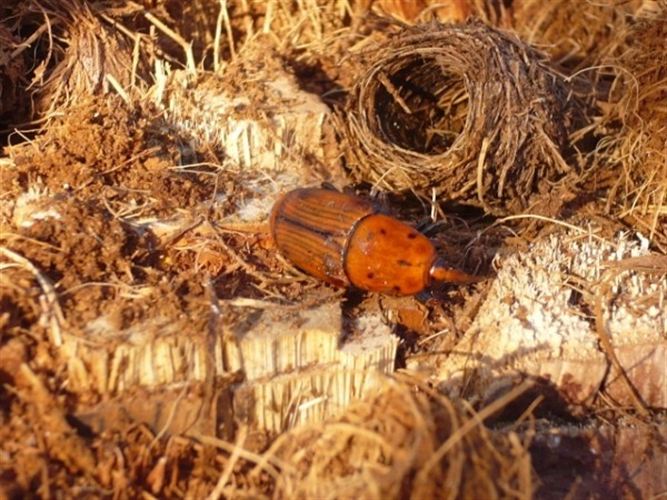 Detectado en Madrigal de la Vera (Cáceres) el primer foco de picudo rojo de las palmeras Olivier en Extremadura