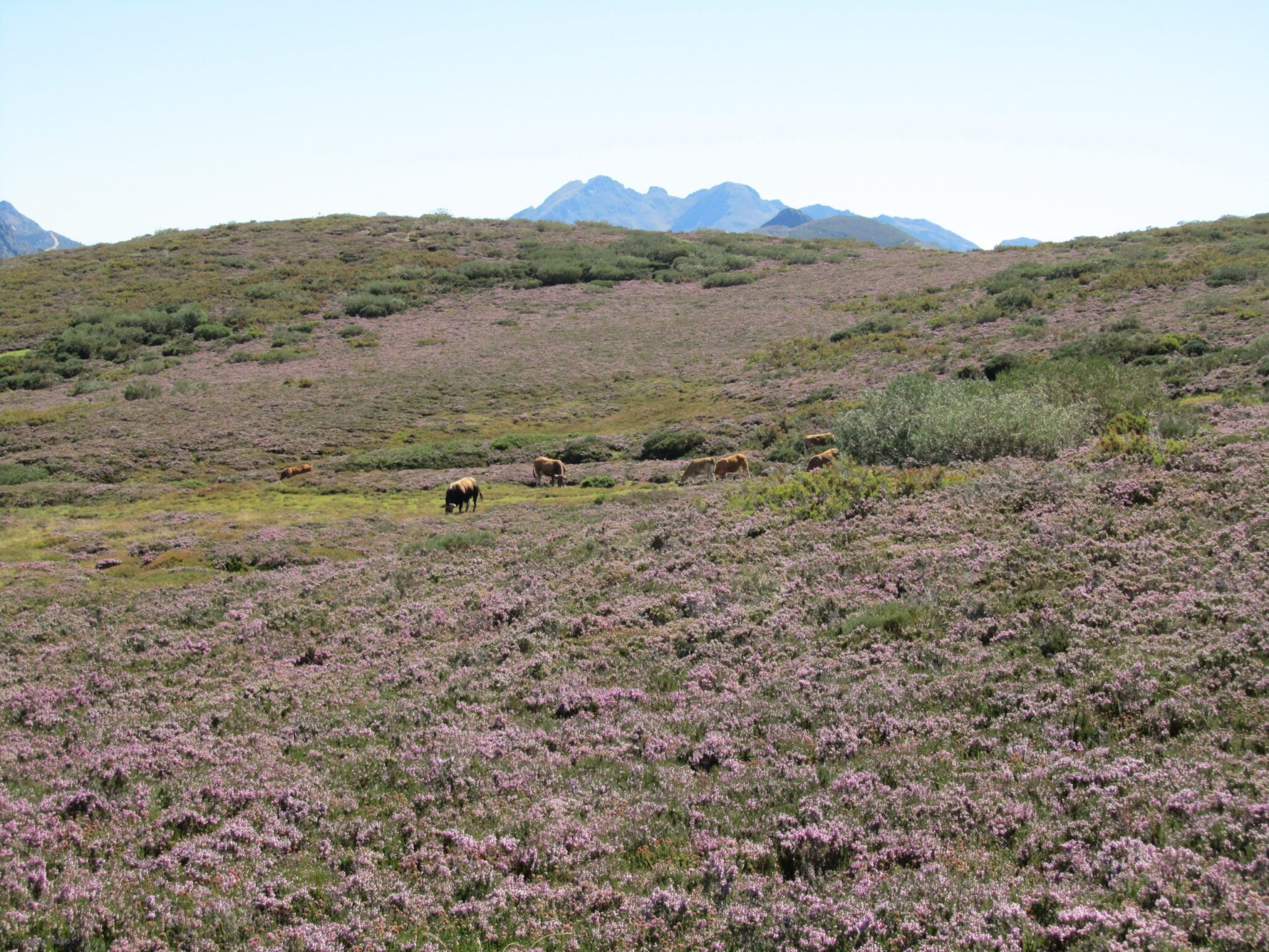 La práctica de la corta no es el mejor mecanismo para mantener las comunidades de brezales húmedos