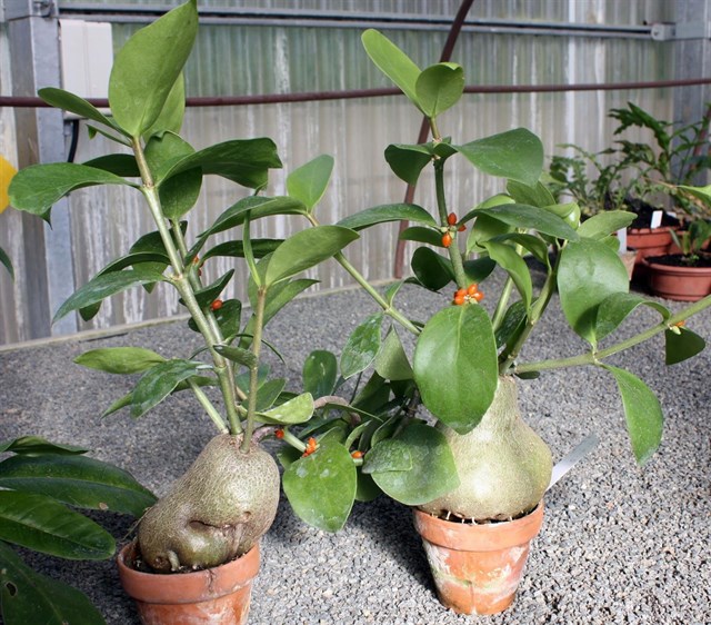 Más de 13.000 personas visitan gratis el Jardín Botánico La Concepción de Málaga