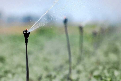 Ecologistas dicen que el Plan de Reordenación debe eliminar más de 1.000 hectáreas de regadío "ilegales" en Doñana