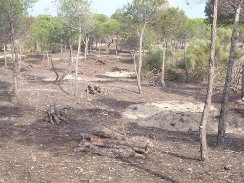 La Junta ejecuta trabajos preventivos contra incendios en la comarca del Andévalo