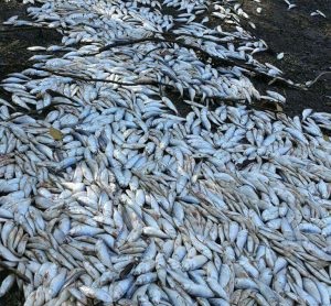 Costa Rica. La falta de oxígeno fue la causa de la muerte de miles de peces