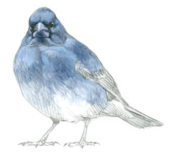 Detenido en el aeropuerto cuando intentaba sacar en la maleta 21 ejemplares de una especie de ave única de Canarias