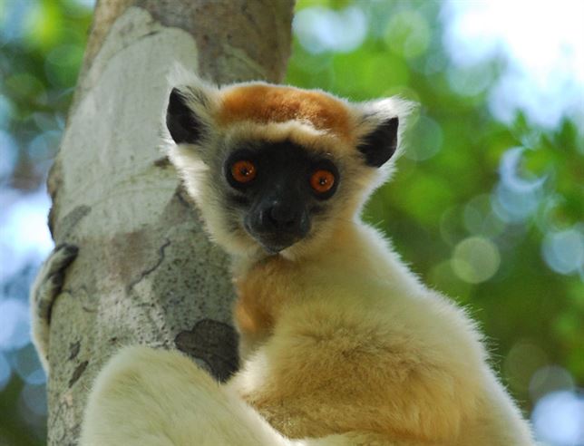 Conoce el sifaka de Tattersall antes de que se extinga