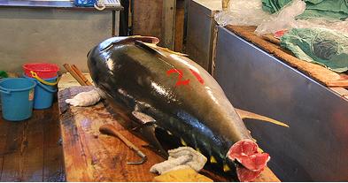 Las ONG denuncian las presiones de eurodiputados españoles para evitar la prohibición del comercio internacional de atún rojo