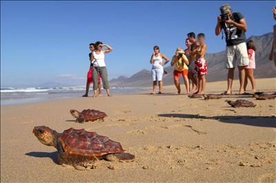 CSIC colabora en el descenso de la mortalidad de la tortuga boba en Cabo Verde