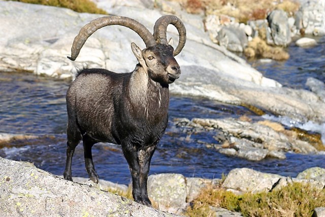 Cazadores de Castellón quieren abatir la sobrepoblación de cabras montesas