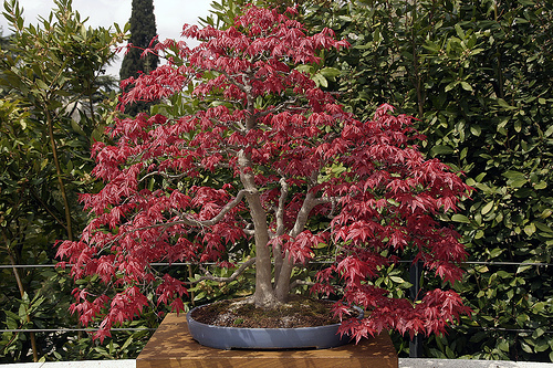 La exposición Biodiversidad en España recorre en el Jardín Botánico la complejidad de la vida de la naturaleza