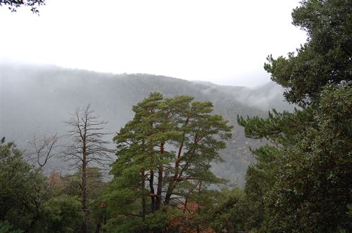 Enero y febrero ‘esperanza’ contra los incendios