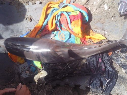 Se suceden varamientos de cetáceos muertos en norte de Galicia