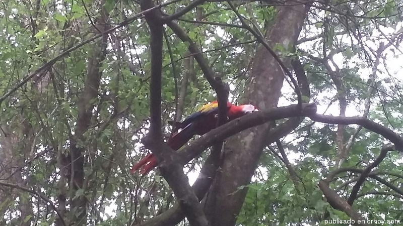 Otras 16 lapas rojas engalanan el cielo costarricense