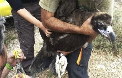 Cataluña introduce 4 buitres negros en el Pirineo