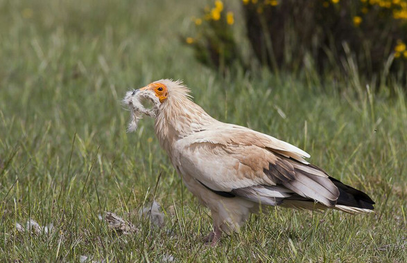 Cuál es el hábitat idóneo para el alimoche
