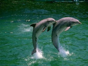 Dos delfines quedan varados en la costa de Mallorca