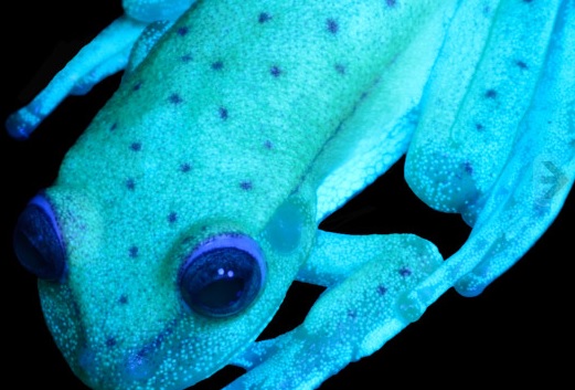Argentina. Este el primer caso de fluorescencia en ranas