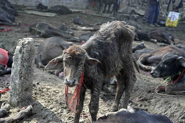 India bloqueará el transporte de animales para el mayor sacrificio animal del mundo en Nepal