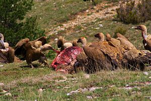 Palencia. Las carroñas minimizan los ataques de la fauna silvestre