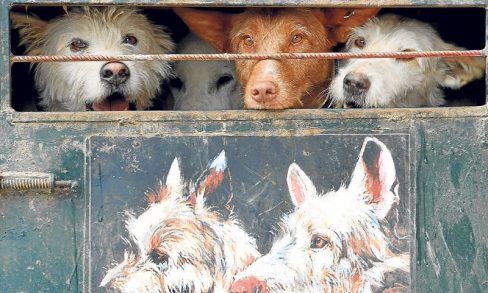 La caza de montería con rehalas es Bien de Interés Cultural