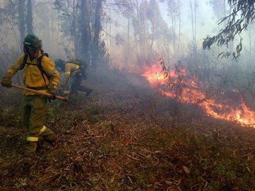 El humo de los incendios forestales merma gravemente la salud respiratoria de los niños