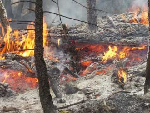Acciones para incrementar la biodiversidad de los bosques afectados por los incendios en Menorca
