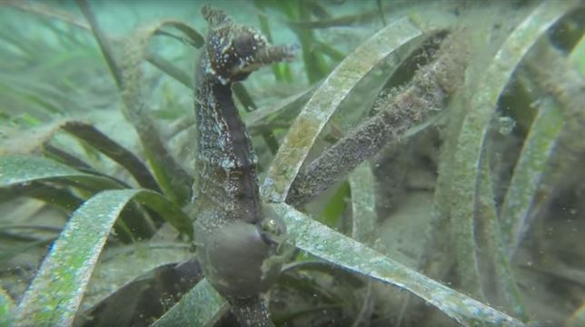 Quieres ver nacer un caballito de mar (Vea VIDEO)