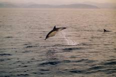 Oceana y el colegio oficial de biólogos de Euskadi afirman que el puerto exterior de pasaia es ilegal